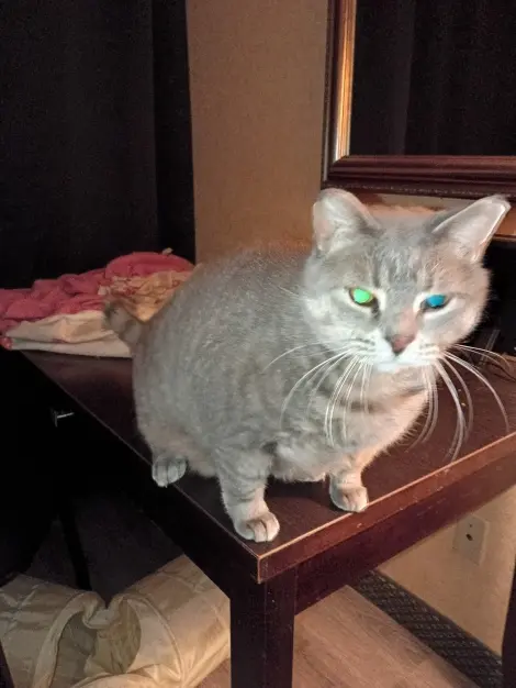 Photo of Lil Miss 
