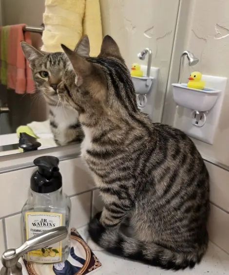 Photo of Teenager Tabby Cat