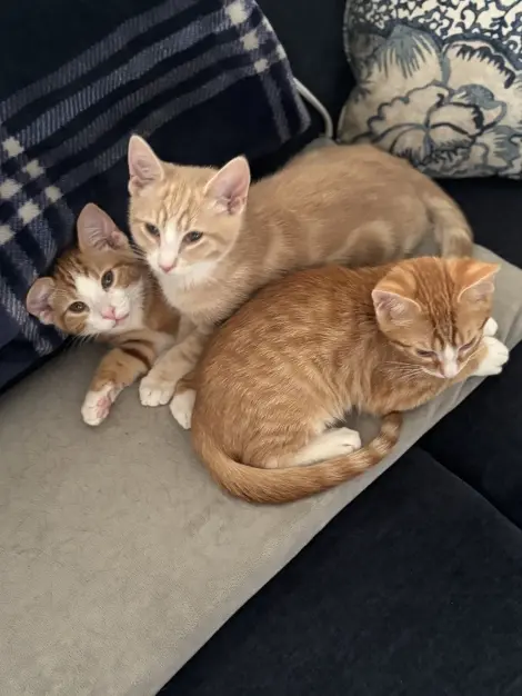 Photo of Rufus, Murphy and Tapper