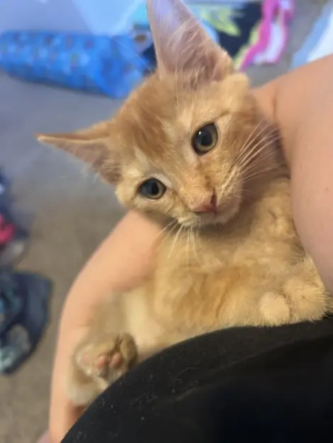 Photo of Max (Bonded with Lucky)