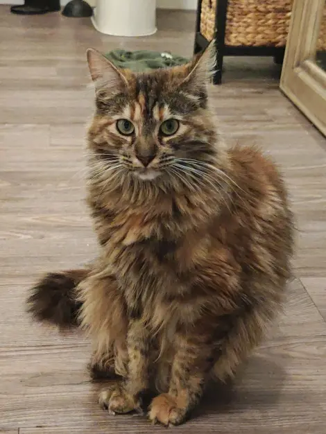 Photo of Mozzie
