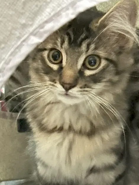 Photo of Thumper