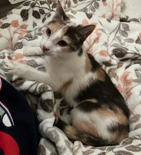 Photo of Callie