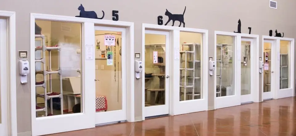 Cageless, No-Kill, Feline Adoption Center